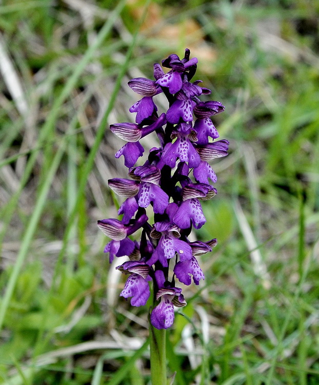 Orchidee del Casentino 2009